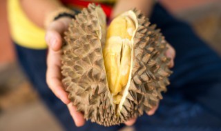 生榴莲可以吃吗（生榴莲可以吃吗百度百科）