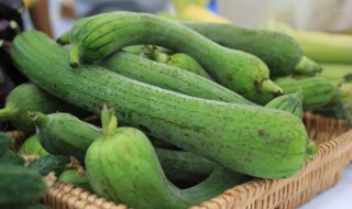 立秋后丝瓜能不能吃（立秋后的丝瓜不能吃吗）