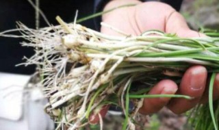 哪些人不能吃野葱 哪些人不能吃野葱