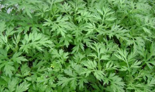 哪些人不能吃艾草（哪些人不能吃艾草）