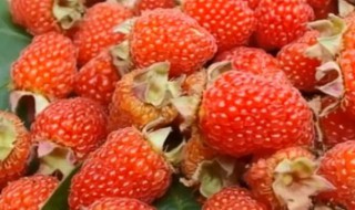 哪些人不能吃山莓（哪些人不能吃山莓）