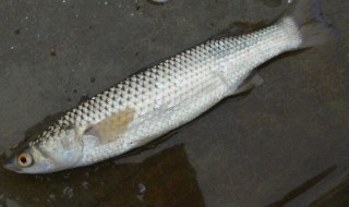 哪些人不能吃梭鱼（吃梭鱼的禁忌）