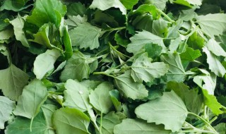 哪些人不能吃灰灰菜 哪些人不能吃灰灰菜呢