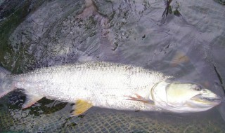 鳡鱼的吃法 魳鱼的吃法