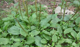 哪些人不能吃车前草 哪些人不能吃车前草泡水