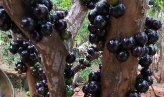 哪些人不能吃嘉宝果 哪些人不能吃嘉宝果子