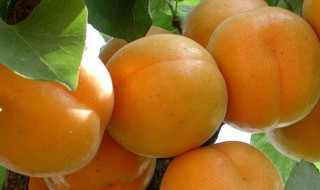 哪些人不能吃李广杏脯 李广杏能多吃吗