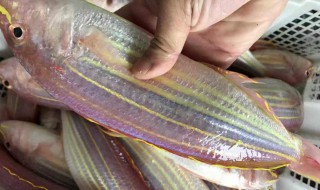 哪些人不能吃金线鱼 哪些人不能吃金线鱼