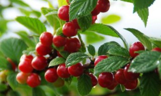 哪些人不能吃山樱桃（哪些人不能吃山樱桃子）