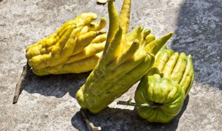 佛手的吃法 佛手的吃法和做法大全