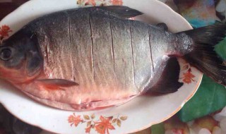 哪些人不能吃红鲳鱼（红鲳鱼能不能吃）