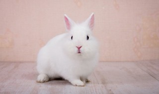 哪些人不能吃野兔（可以吃野兔吗）