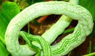 哪些人不能吃蛇瓜 哪些人不能吃蛇瓜子