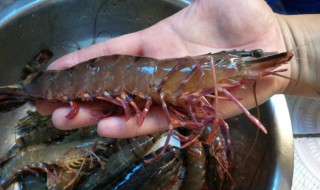 哪些人不能吃竹节虾（竹节虾的禁忌）