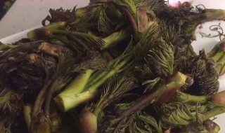 刺老芽的吃法 刺老芽的吃法和做法