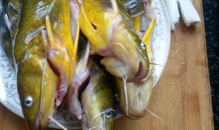 黄颡鱼的吃法（黄颡鱼的食物）