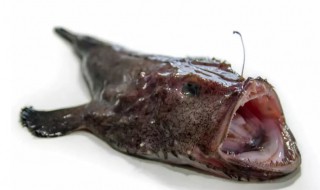 哪些人不能吃安康鱼（什么人不能吃安康鱼）