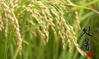 处暑养生12个小常识 处暑养生12个小常识是什么