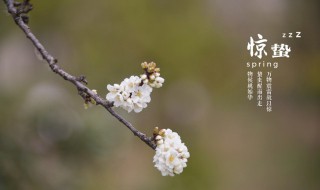 二十四节气之惊蛰时节应如何养生 惊蛰等四个节气