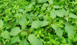 白花菜的吃法 白花菜的吃法大全家常