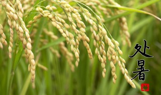 节气中处暑代表什么（处暑节气是代表什么）