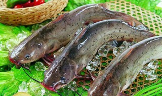 哪些人不能吃清江鱼（清江鱼是世界上最脏的鱼）