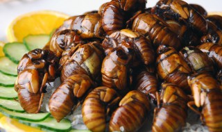 哪些人不能吃知了猴（什么人不能吃知了猴）