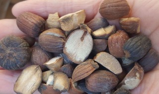 橡实的吃法 橡子果实怎么吃