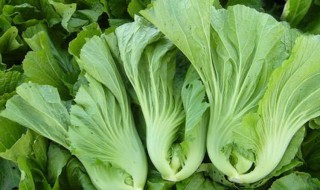 芥菜的吃法(芥菜的吃法和做法)