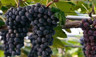 哪些人不能吃黑提 哪些人不能吃黑提子