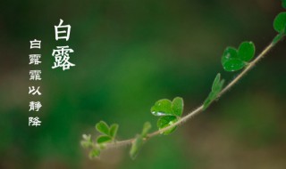白露节气养生起居（白露节气养生注意事项）