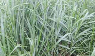 白草是什么意思 什么叫白草