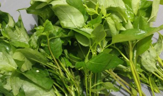 哪些人不能吃白花菜(什么人不能吃白花菜)