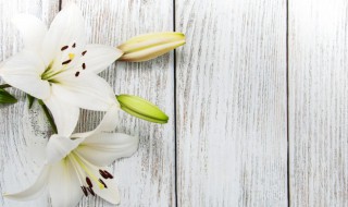 什么时候种植百合花(百合花什么时候种植最好)