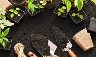 家里阳台种什么菜 家里阳台适合种什么菜