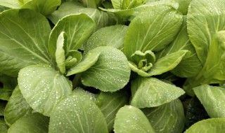 二十种耐寒的蔬菜 种一次吃一辈子的菜