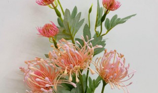 针垫花的花语是什么（针垫子花花语）