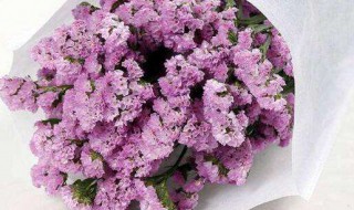 粉色勿忘我花语是什么 粉色勿忘我花语是什么意思