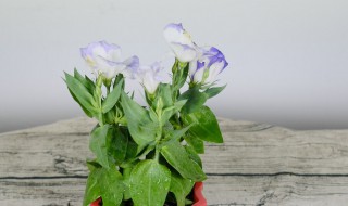 绿色洋桔梗花语是什么 桔梗花可以随便送人吗