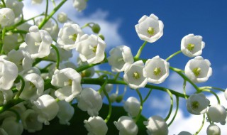 小米花的花语是什么（小米花的寓意）