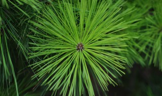 松针煮水的功效与作用（我喝松针茶的十年感受）