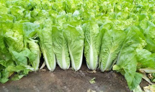一年四季可以种的蔬菜 最耐寒好种的十种蔬菜