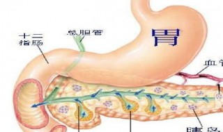 胰腺的功能和作用 胰腺的功能和作用图片