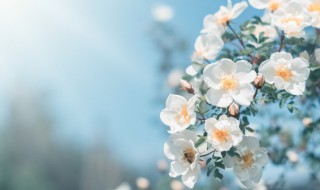 关于春天的好段摘抄 关于春天优美的段落