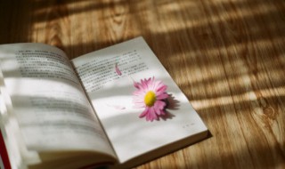 雏菊的花语是什么（蔷薇的花语是什么）