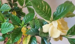 栀子花不开花怎么办（栀子花不开花是什么原因）