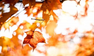 却道天凉好个秋的意思（却道天凉好个秋意思相近的句子）