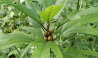 龙爪叶泡水喝有什么功效 龙爪叶泡水喝有什么功效与作用