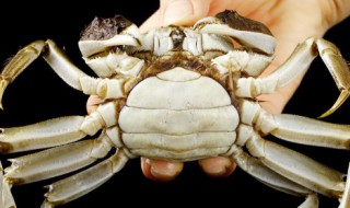 野生红菌不可以和什么食物一起吃(红菌不能和什么食物一起吃)