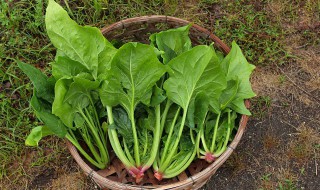 含有维生素c的食物有哪些（哪些食物含维生素c最多）